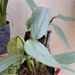 Philodendron hastatumBlatt