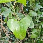 Smilax aspera 葉