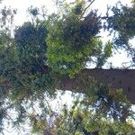 Araucaria cunninghamii Folha