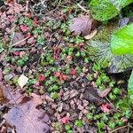 Geranium lucidum Plante entière