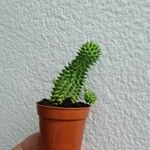 Euphorbia susannae Feuille