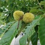 Castanea mollissima Φρούτο