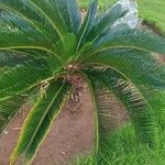 Cycas revoluta Hoja