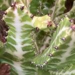 Euphorbia lactea Fuelha