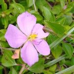 Heterotis rotundifolia Fiore