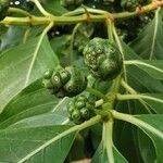 Morinda citrifolia Плод