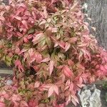 Nandina domesticaBlüte