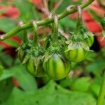 Solanum carolinenseFrutto