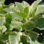 Nicotiana tomentosa Habitat