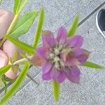 Monarda citriodora Flor