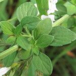 Clinopodium nepeta برگ