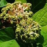 Phytolacca acinosa Mbuma