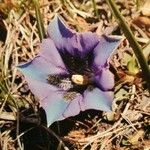 Gentiana acaulis Квітка