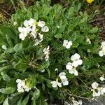 Arabis caucasica Flower