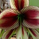 Hippeastrum papilioBlüte