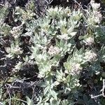 Helichrysum melaleucum Habit