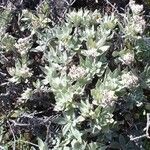 Helichrysum melaleucum Habitatea