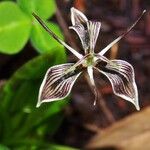 Scoliopus bigelovii Květ