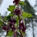 Ribes roezlii Flower