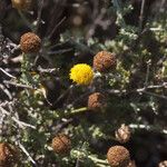 Pentzia incana Flower