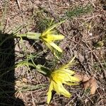 Scorzonera aristata Flower