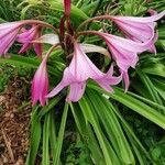 Crinum × powellii Flower