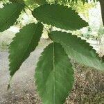 Ulmus americana Leaf