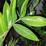 Zamioculcas zamiifolia Blatt