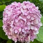 Hydrangea spp.Cvet