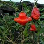 Capsicum baccatum Fruit