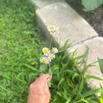 Erigeron quercifolius Kvet