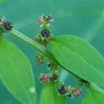 Lipandra polysperma Fruit