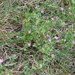 Centaurium pulchellum Hábito