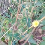 Lactuca serriola 叶