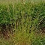 Trisetum flavescens ഇല