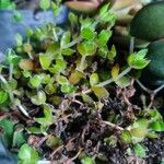 Crassula lanuginosa Folha