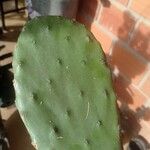 Opuntia strictaЛисток