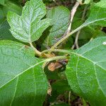 Hydrangea quercifolia Leaf