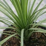 Cordyline indivisa Habit