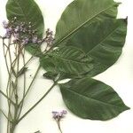 Vitex cooperi Otro