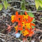 Epidendrum radicansКветка