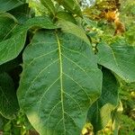 Fernandoa adenophylla Leaf