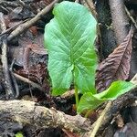 Arum maculatum Frunză