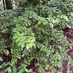 Psychotria biaristata Leaf
