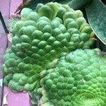 Aeonium tabulaeforme 形态