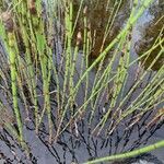 Equisetum fluviatile Frunză