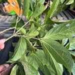 Cordia gerascanthus Blad