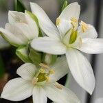 Ornithogalum balansae Flower