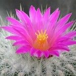 Thelocactus macdowellii Кветка