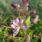 Cleome monophylla Other